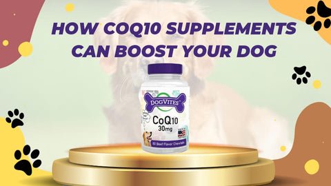 Give Your Dog a Boost with CoQ10 Supplements